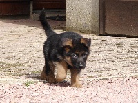 Chiot collier bleu