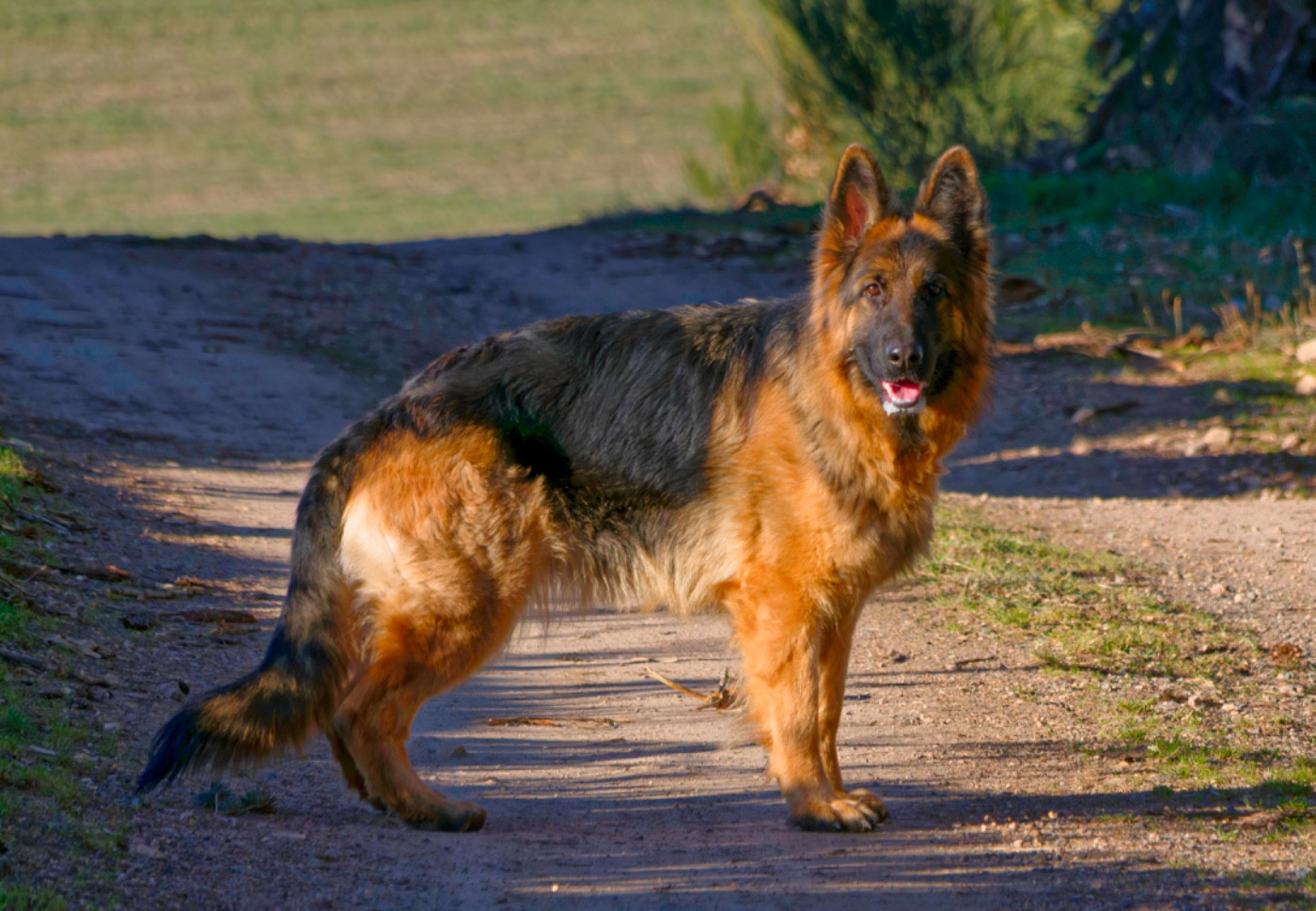 CH. Urfee Des Gardiens Du Chalet